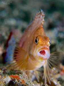 Hawkfish by Iyad Suleyman 
